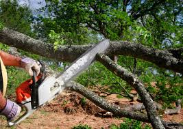 Best Stump Grinding and Removal  in Worthington, OH